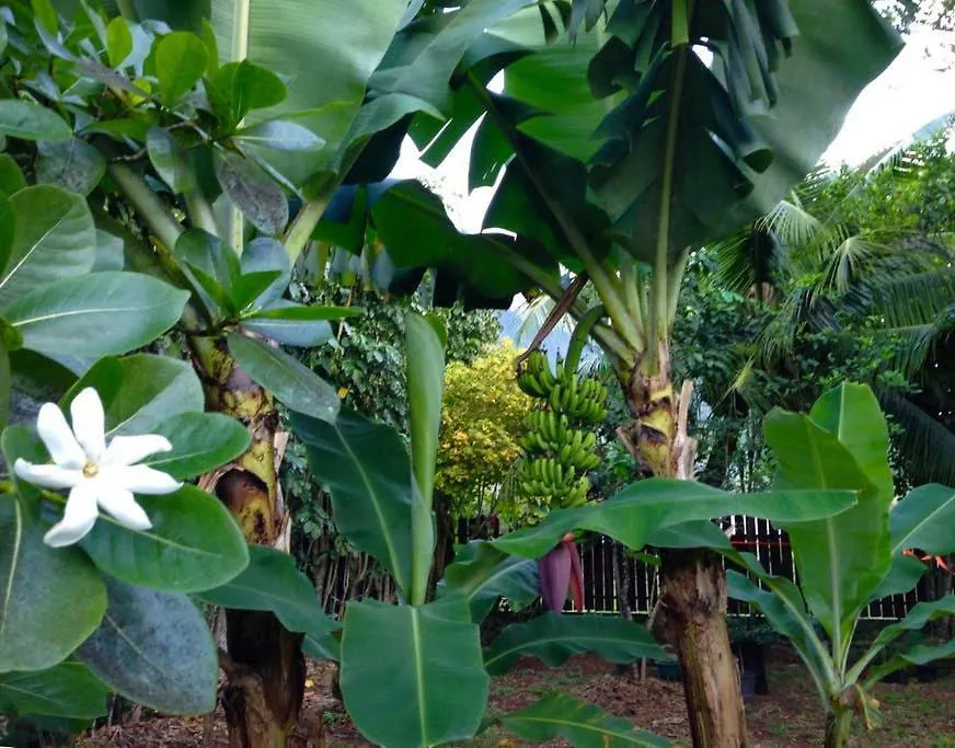 Fare Haurevaiti Moorea Paopao 0*,  بولينيزيا الفرنسية